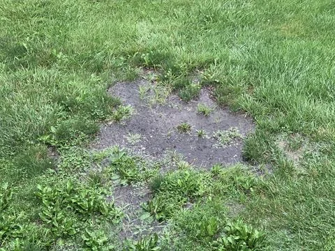 Summer rain puddle  Stock Photos