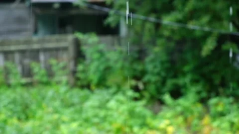 Summer rain. Raindrops fall against the background of green trees. Focus on the Stock Footage 231536605