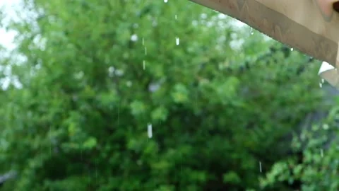 Summer rain. Raindrops fall against the background of green trees. Focus on the Stock Footage 231536612