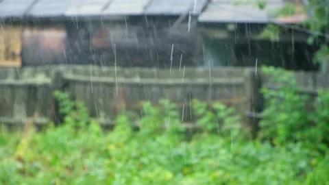 Summer rain. Raindrops fall against the background of green trees. Focus on the Stock Footage 231536624