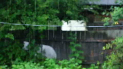 Summer rain. Raindrops fall against the background of green trees. Focus on the Stock Footage 231536636