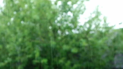 Summer rain. Raindrops fall against the background of green trees. Focus on the Stock Footage 231536667