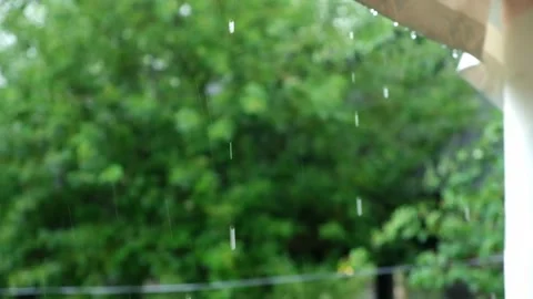 Summer rain. Raindrops fall against the background of green trees. Focus on the Stock Footage 233008275