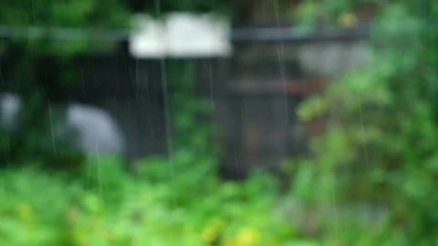 Summer rain. Raindrops fall against the background of green trees. Focus on the Stock Footage 233470144