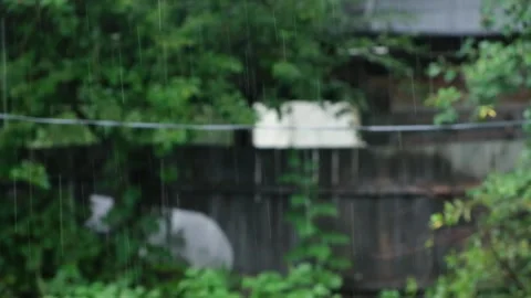 Summer rain. Raindrops fall against the background of green trees. Focus on the Stock Footage 234166410
