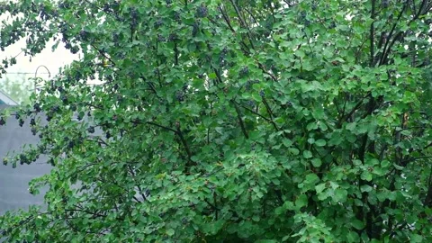 Summer rain. Raindrops fall against the background of green trees. Focus on the Stock Footage 234166964