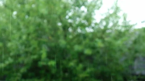 Summer rain. Raindrops fall against the background of green trees. Focus on the Stock Footage 235315301