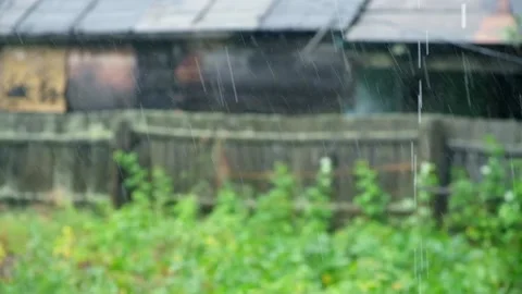 Summer rain. Raindrops fall against the background of green trees. Focus on the Stock Footage 235913599