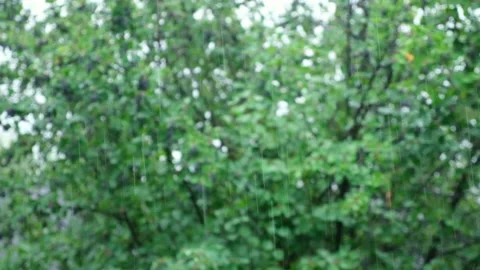 Summer rain. Raindrops fall against the background of green trees. Focus on the Stock Footage 235913899