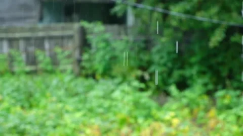 Summer rain. Raindrops fall against the background of green trees. Focus on the Stock Footage 236423800