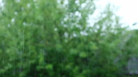 Summer rain. Raindrops fall against the background of green trees. Focus on the Stock Footage 236921315