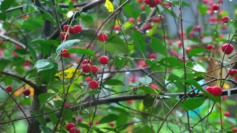 Summer rain. Raindrops fall on cherries. Rainy cloudy day of summer. The rainy Stock Footage 231536744