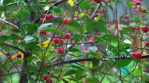 Summer rain. Raindrops fall on cherries. Rainy cloudy day of summer. The rainy Stock Footage 233008702