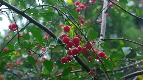 Summer rain. Raindrops fall on cherries. Rainy cloudy day of summer. The rainy Stock Footage 233470304