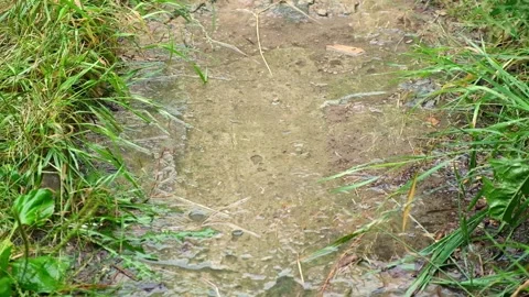 Summer rain. Raindrops fall on path. Rainy cloudy day of summer. The rainy Stock Footage 231536713