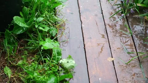 Summer rain. Raindrops fall on path. Rainy cloudy day of summer. The rainy Stock Footage 231536757