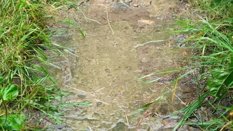 Summer rain. Raindrops fall on path. Rainy cloudy day of summer. The rainy Stock Footage 233009042