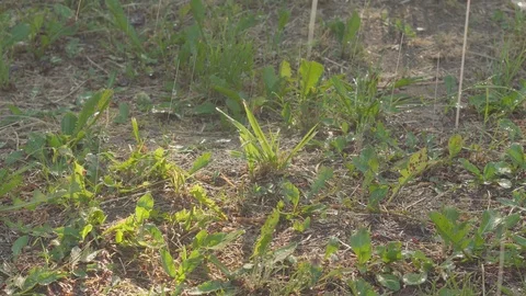 Summer rain, raindrops. Raindrops fall on the grass Video stock 90985824