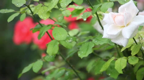 Summer rain in the rose garden, wind, rain drops, blooming flowers Stock Footage 40670768
