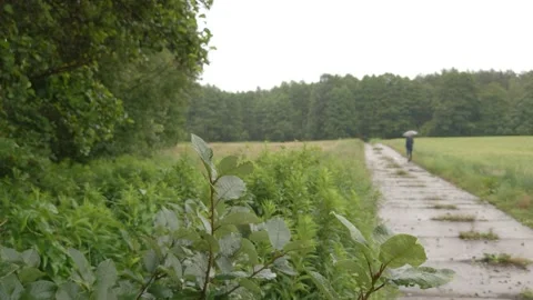 Summer rain rural area Stock Footage 146986859