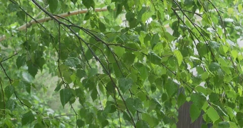 A summer rain shower falls over green birch leaves 스톡 동영상 133357641