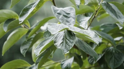 Summer rain: slow-motion footage of drops of water on the leaves Stock Footage 79713438