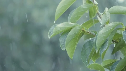 Summer rain: slow-motion footage of drops of water on the leaves Stock Footage 79713879