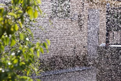 Summer rain summer Stock Photos