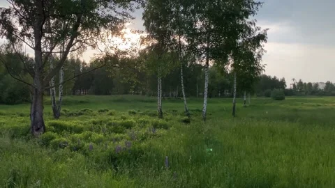 Summer rain on a sunny evening Stock Footage 135463250
