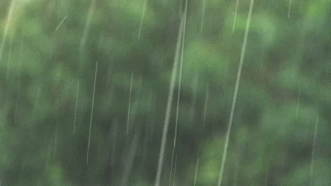 Summer Rain Tree Close Up Stock Footage 91289062