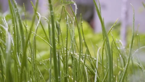 Summer rain in vegetable garden in the backyard. Home garden with fresh greenery Stock Footage 201780016