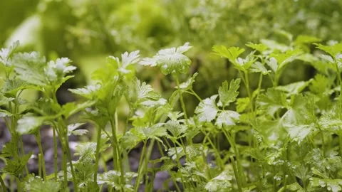 Summer rain in vegetable garden in the backyard. Home garden with greenery Stock Footage 201780080