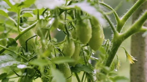 Summer rain in vegetable garden in the backyard. Blooming tomato bush Stock Footage 201780203