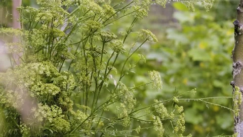 Summer rain in vegetable garden in the backyard. Home garden with greenery Stock Footage 201780213