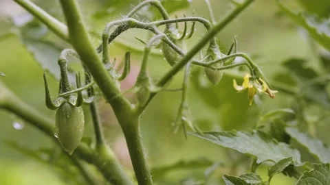 Summer rain in vegetable garden in the backyard. Blooming tomato bush Video stock 201780277
