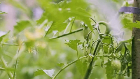 Summer rain in vegetable garden in the backyard. Blooming tomato bush Stock Footage 201780283