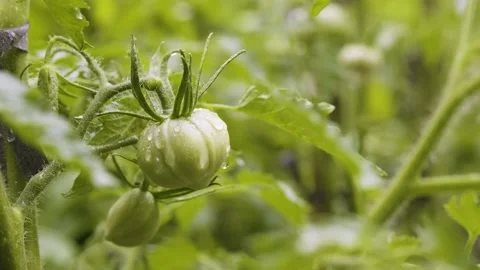Summer rain in vegetable garden in the backyard. Blooming tomato bush Stock Footage 201780300