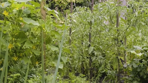 Summer rain in vegetable garden. Home garden with tomatoes, cucumbers and greens Stock Footage 201779689
