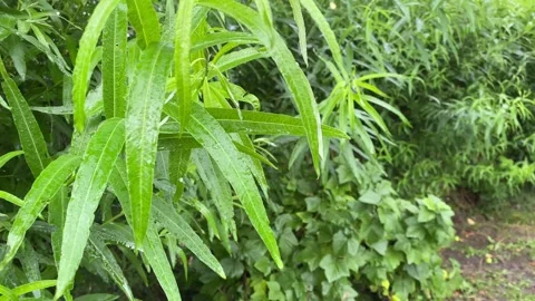 Summer Rain Willow Tree Stock Footage 274848494