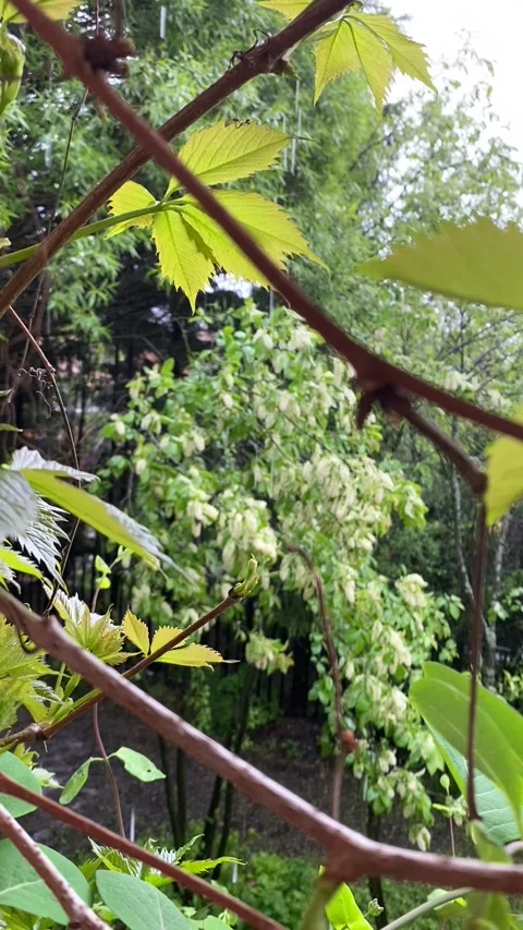 Summer rain, window view Stock Footage 142667666