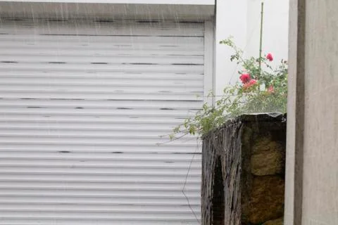 Summer rain in the yard. Photos
