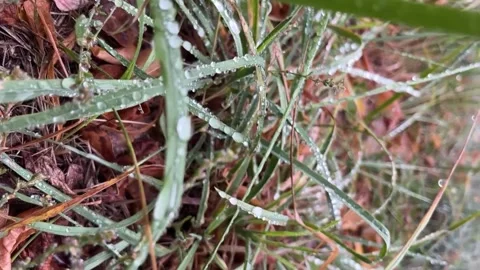 In summer, raindrops fall on green grass. Stock Footage 330495063