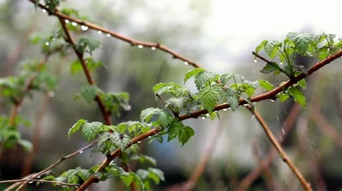 Summer Raindrops Stock Footage 10830547