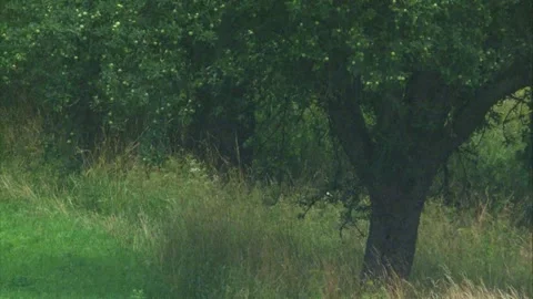 Summer Rainfall over Trees and Grassland Stock Footage 313788308
