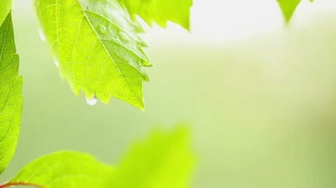 Summer rainstorm - Raindrops on creeper leaves - close up Stock Footage 40669587