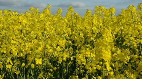 Summer rapes blossoms in wind Stock Footage 11142277