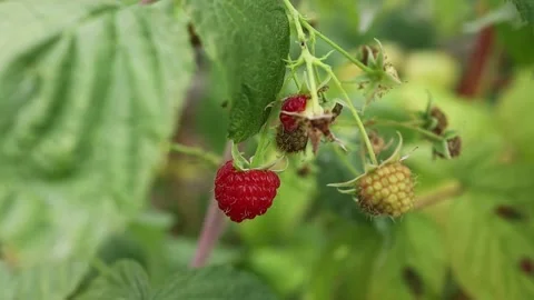 Summer raspberry gardening Stock Footage 344401276