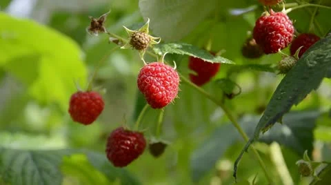 Summer raspberry plantation and wind Stock Footage 12313267