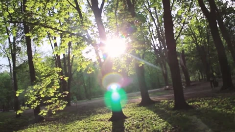 Summer rays of the sun. Green forest. Good weather Stock Footage 130737006