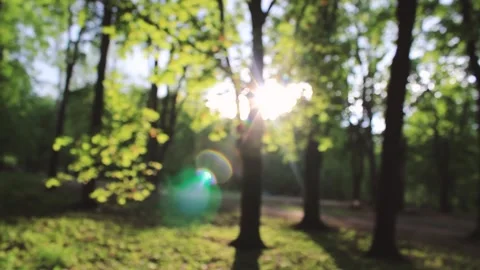 Summer rays of the sun. Green forest. Good weather Stock Footage 130737032